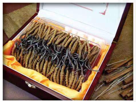 江源冬虫夏草回收